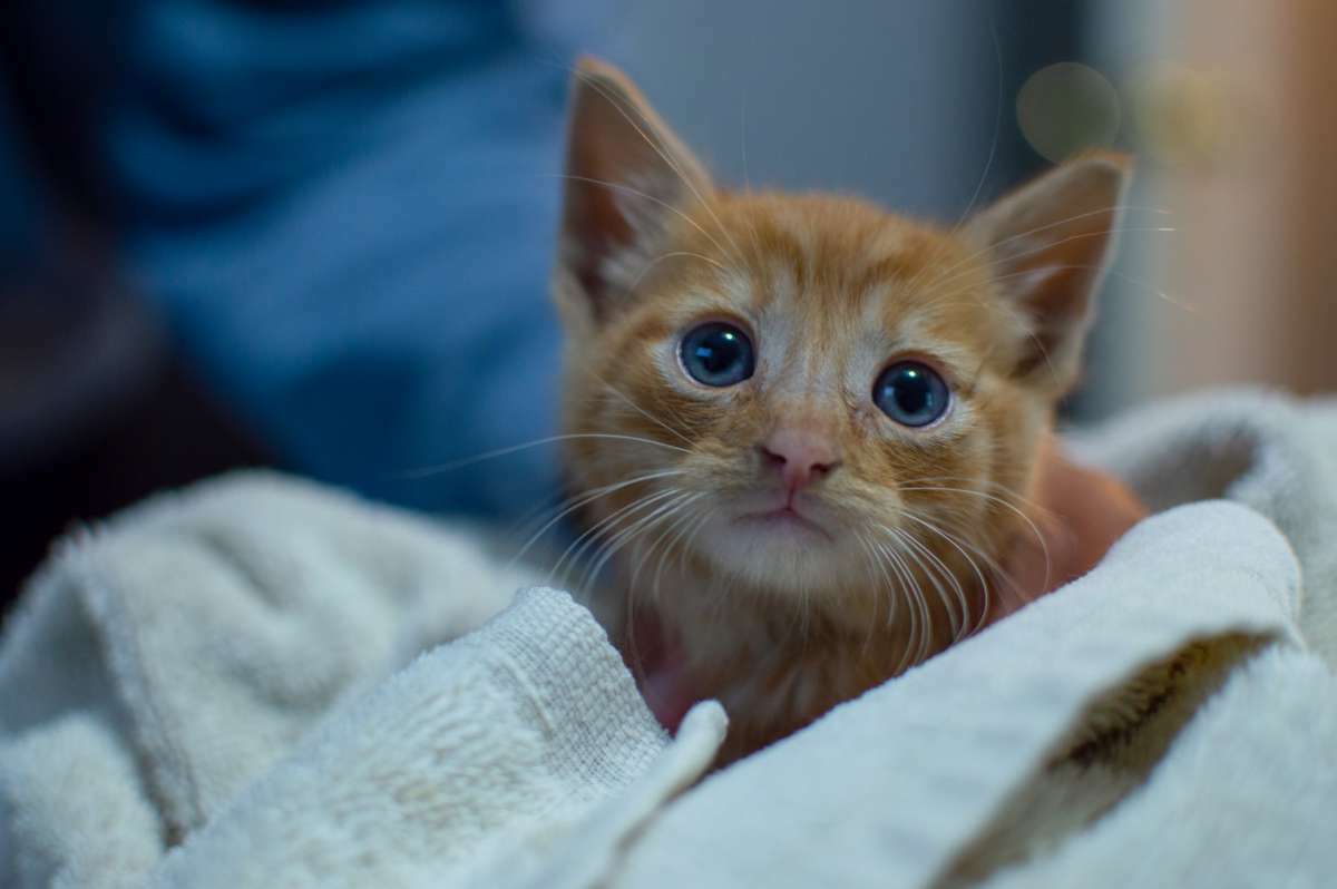 annonces categorie Adoption Animaux
