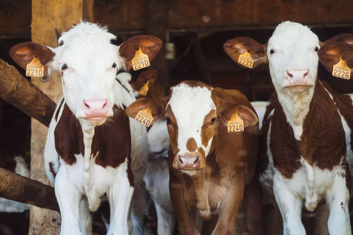 annonces categorie Animal de Ferme