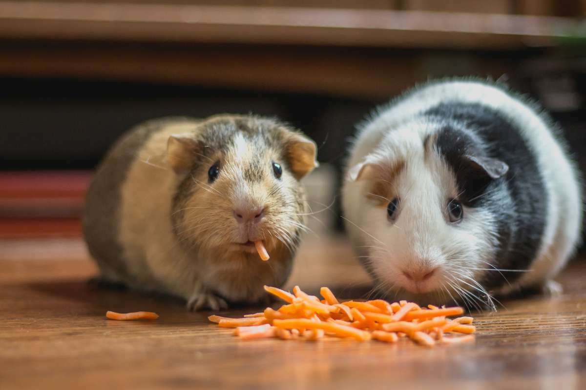 annonces categorie Nourriture Autres Animaux