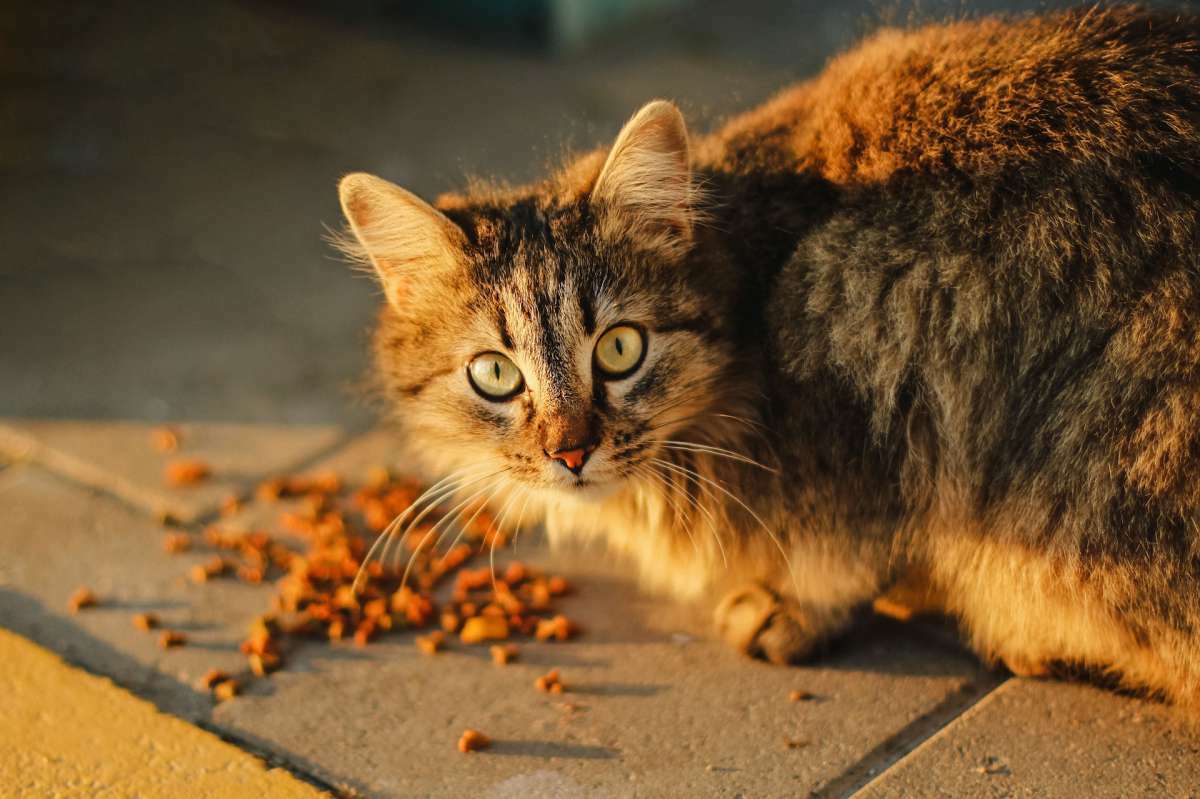 annonces categorie Nourriture Chat