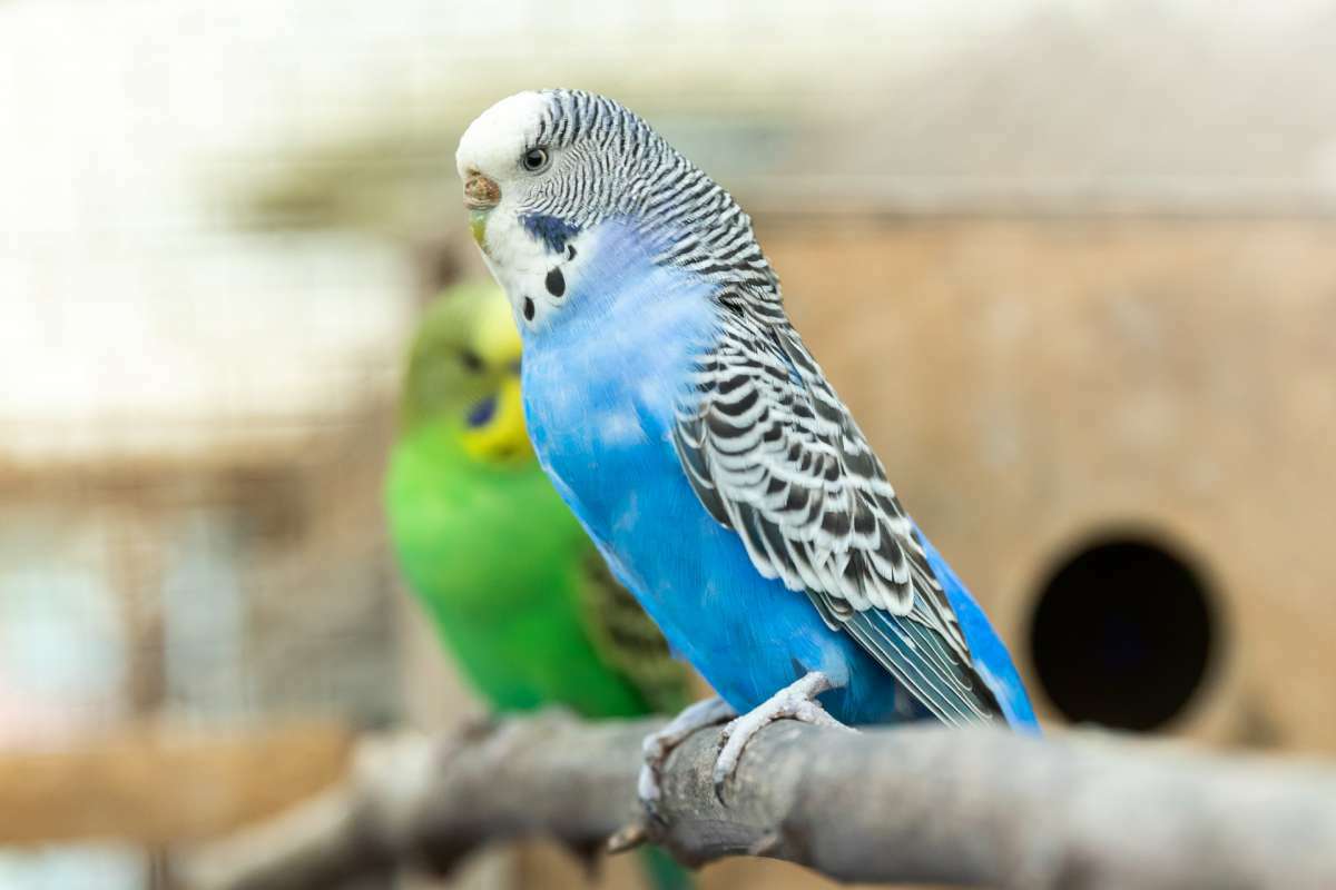 annonces categorie Oiseau