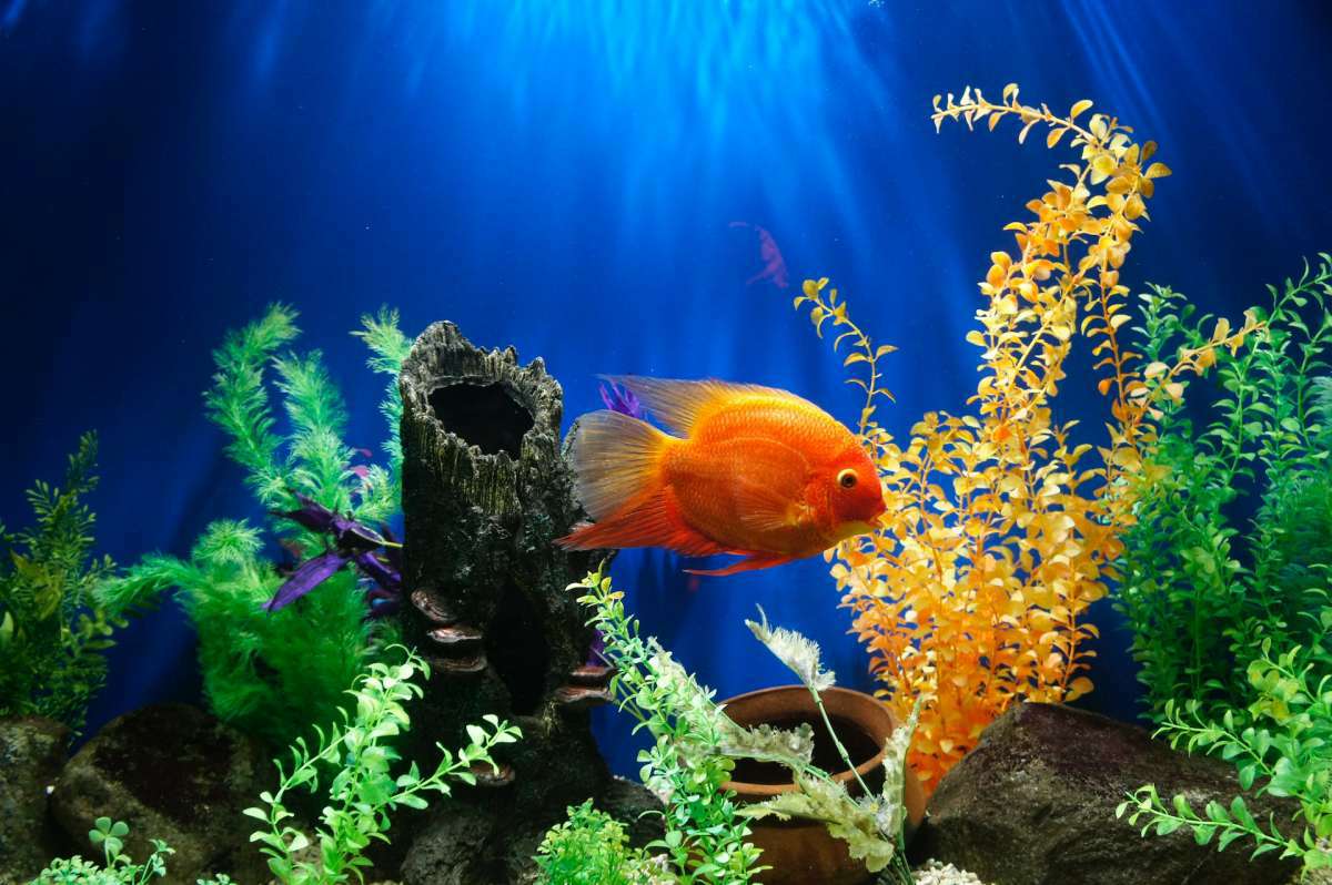 annonces categorie Poisson