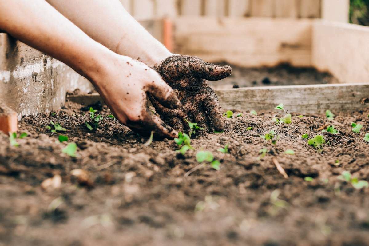 annonces categorie Jardinage